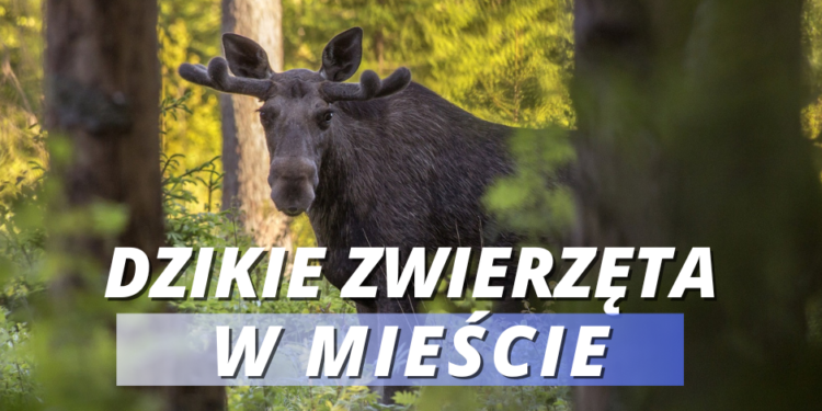 Co zrobić w przypadku napotkania dzikiego zwierzęcia