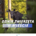 Co zrobić w przypadku napotkania dzikiego zwierzęcia