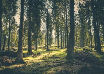 Miasto sprzedaje drewno opałowe