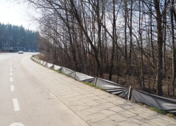 Białystok ponownie chroni płazy