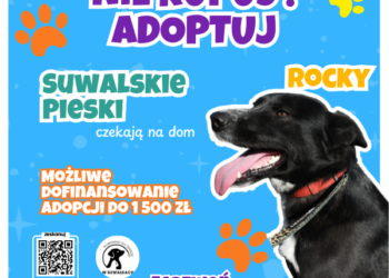 Daj dom dla psa ze schroniska