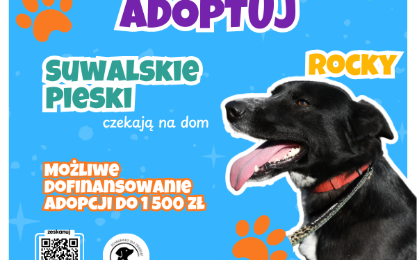 Daj dom dla psa ze schroniska