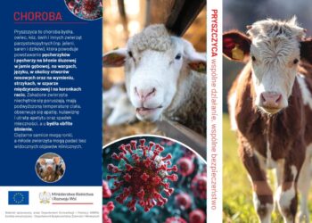 Pryszczyca – komunikat Głównego Lekarza Weterynarii
