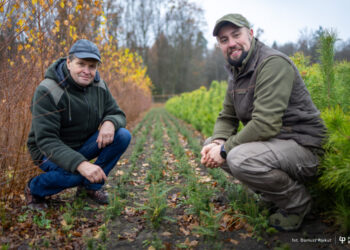 Naukowcy Politechniki Białostockiej ratują populację jodły w Puszczy Białowieskiej. Projekt badawczy