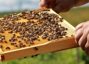 Konkurs filmowo-fotograficzny „Pszczoła w obiektywie”