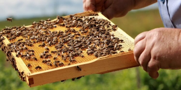 Konkurs filmowo-fotograficzny „Pszczoła w obiektywie”