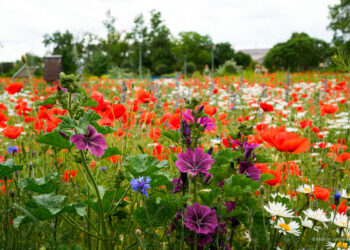 Sezon łąk kwietnych i letnich nasadzeń rozpoczęty