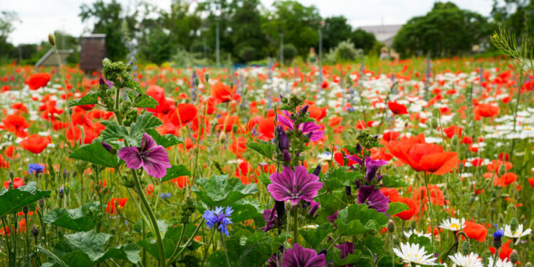 Sezon łąk kwietnych i letnich nasadzeń rozpoczęty
