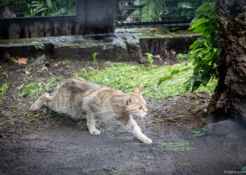 Nowy drapieżnik w Białymstoku