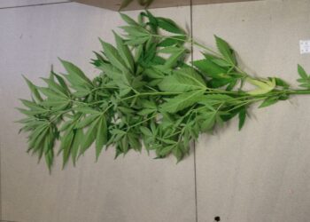 KONOPIE UPRAWIANE PRZEZ 18-LATKA