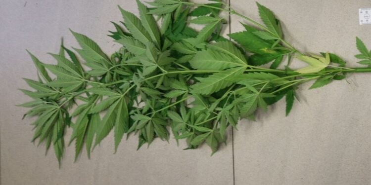 KONOPIE UPRAWIANE PRZEZ 18-LATKA