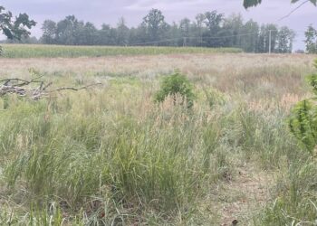 Hodował konopie za stodołą