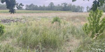 Hodował konopie za stodołą