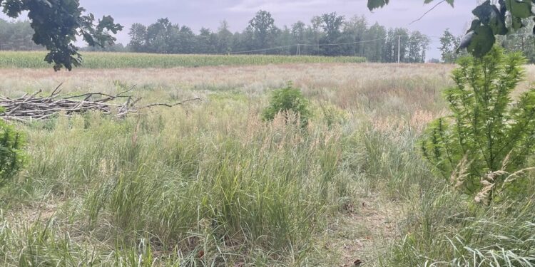 Hodował konopie za stodołą