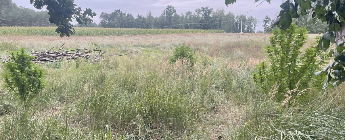 Hodował konopie za stodołą