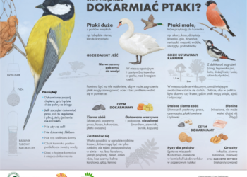 Karmniki dla ptaków w Białymstoku