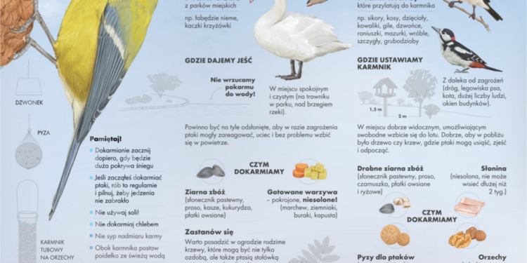 Karmniki dla ptaków w Białymstoku