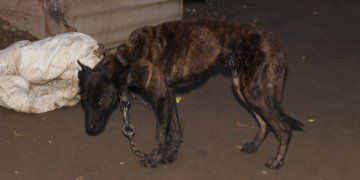 Nie bądźmy obojętni na krzywdę zwierząt