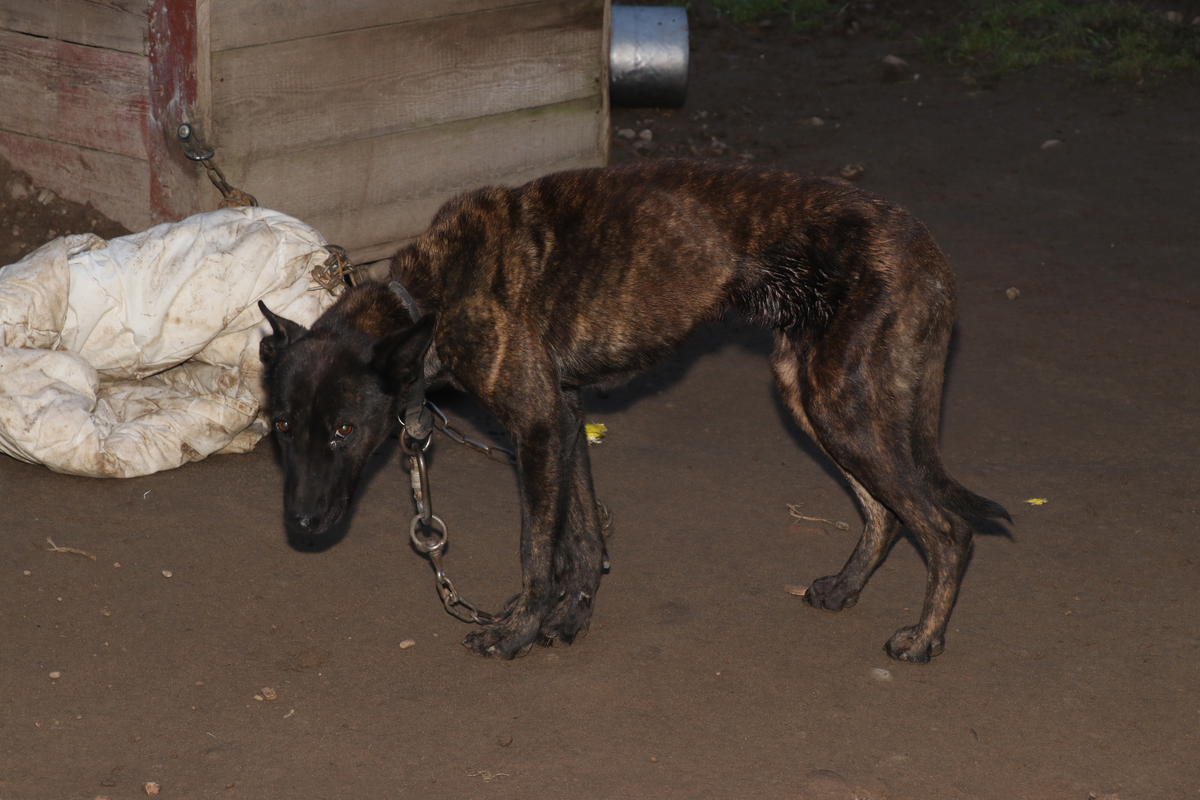 Nie bądźmy obojętni na krzywdę zwierząt