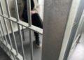 UKRADŁ TOREBKĘ - POLICJANCI ZATRZYMALI GO PO 30 MINUTACH