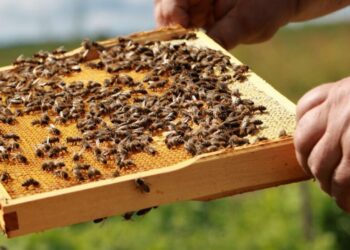 Otwarty konkurs ofert w sferze rozwoju pszczelarstwa i dostępności produktów pszczelich