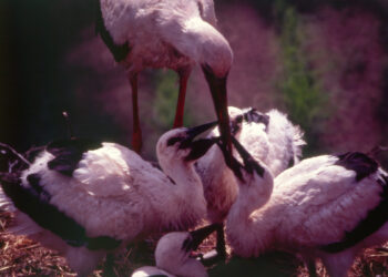 RODZINNE WEEKENDY – OD SKORUPKI DO ŻYCIA