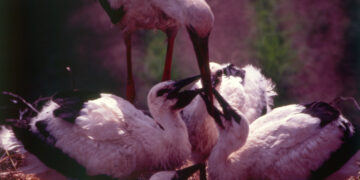 RODZINNE WEEKENDY – OD SKORUPKI DO ŻYCIA