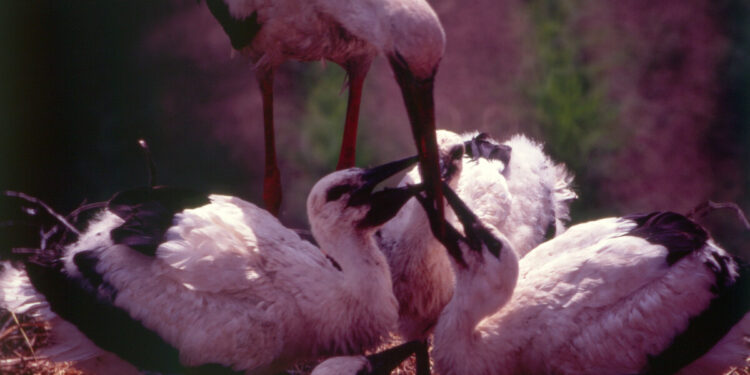 RODZINNE WEEKENDY – OD SKORUPKI DO ŻYCIA