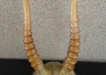 Nie był świadomy, że sprzedaje poroże prawdopodobnie antylopy