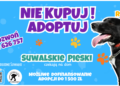 1500 zł wsparcia na adopcję psa seniora z suwalskiego schroniska