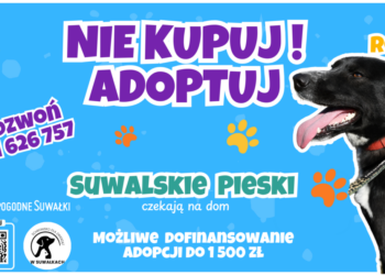1500 zł wsparcia na adopcję psa seniora z suwalskiego schroniska
