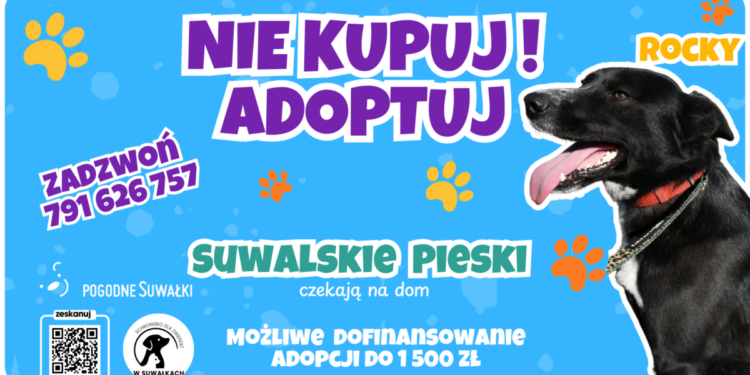 1500 zł wsparcia na adopcję psa seniora z suwalskiego schroniska