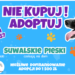1500 zł wsparcia na adopcję psa seniora z suwalskiego schroniska