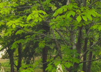 Kasztanowce z rozłożystymi koronami w jesiennym parku