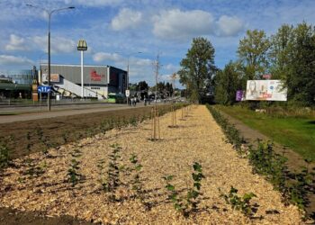 Nowe nasadzenia drzew i krzewów wzdłuż ulicy w Suwałkach