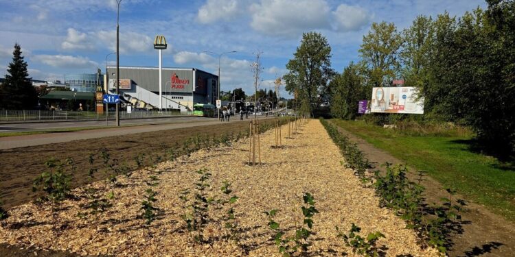 Nowe nasadzenia drzew i krzewów wzdłuż ulicy w Suwałkach